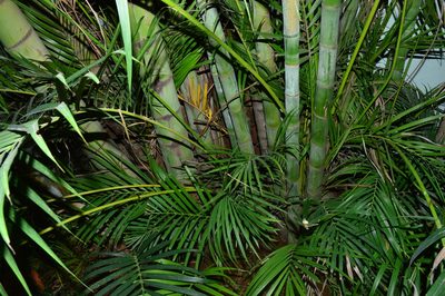 Chrysalidocarpus lutescens, photographed by Karthik Thrikkadeeri