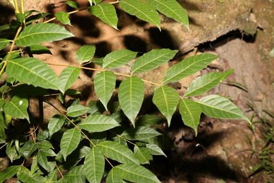 Toona ciliata, photographed by Greg Tasney