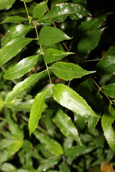 Daphnandra apatela, photographed by Greg Tasney