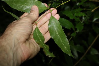 Daphnandra apatela, photographed by Greg Tasney