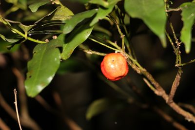 Cryptocarya laevigata, photographed by Greg Tasney