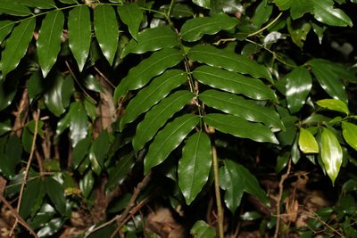 Castanospermum australe, photographed by Greg Tasney