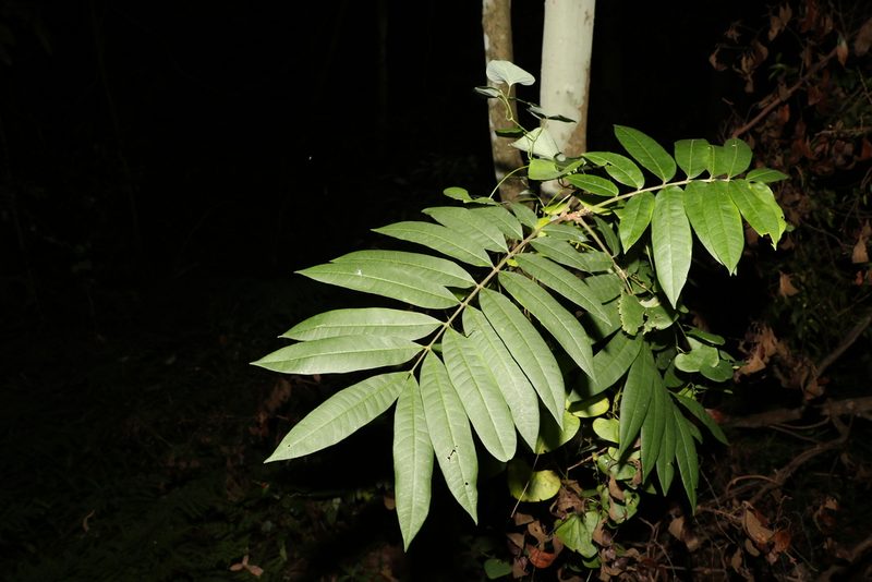 Didymocheton rufus, photographed by Greg Tasney