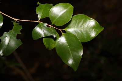 Gossia bidwillii, photographed by Greg Tasney