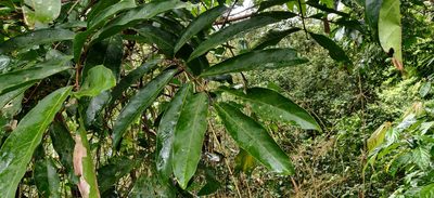 Lepisanthes tetraphylla, photographed by T R Shankar Raman