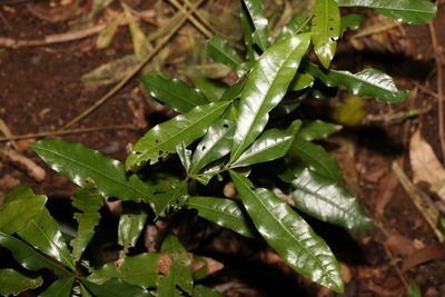 Beilschmiedia obtusifolia, photographed by Greg Tasney