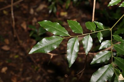 Pararchidendron pruinosum, photographed by Greg Tasney