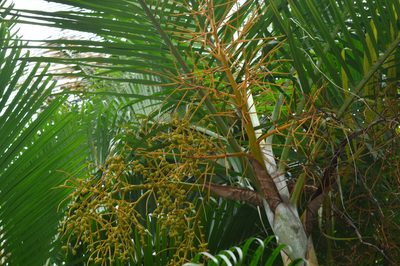 Chrysalidocarpus lutescens, photographed by Karthik Thrikkadeeri