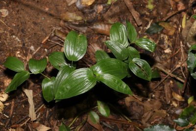 Tripladenia cunninghamii, photographed by Greg Tasney