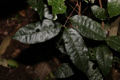 Arytera divaricata, photographed by Greg Tasney