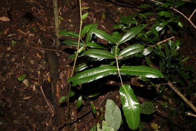 Wilkiea macrophylla, photographed by Greg Tasney