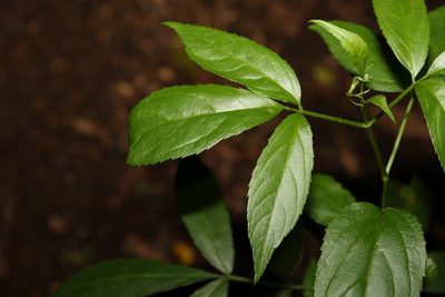 Sambucus australasica, photographed by Greg Tasney