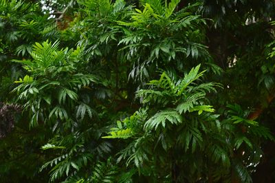 Filicium decipiens, photographed by Karthik Thrikkadeeri