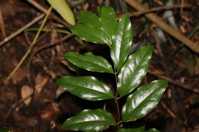 Ripogonum elseyanum, photographed by Greg Tasney