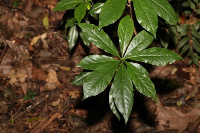 Hymenosporum flavum, photographed by Greg Tasney
