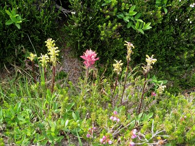 Pedicularis rainierensis, photographed by John Brew