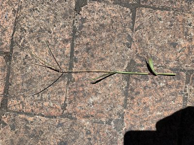 Digitaria sanguinalis, photographed by Dave Richardson