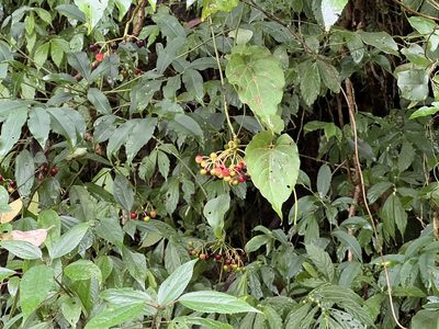 Ardisia polysticta, photographed by joniyang