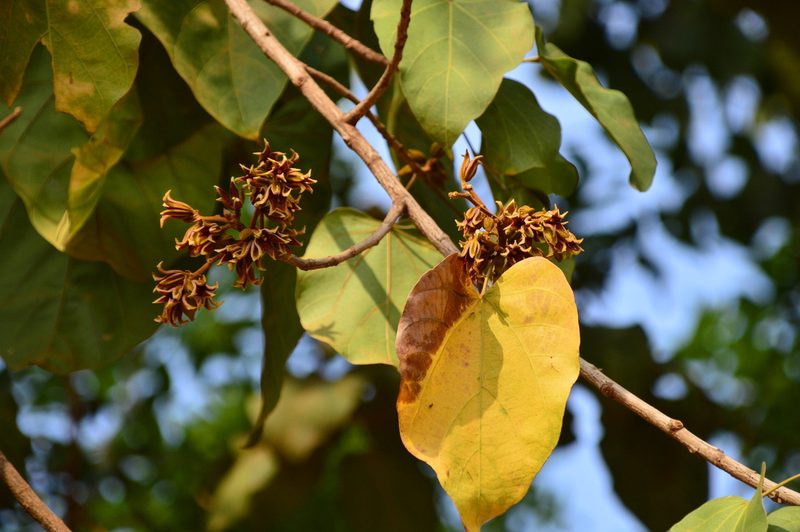 Pterygota alata, photographed by Karthik Thrikkadeeri