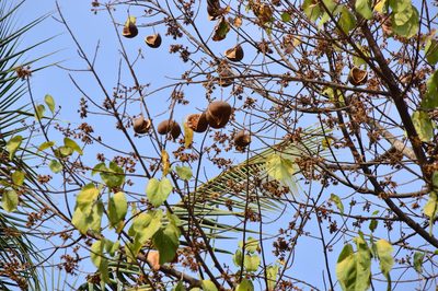 Pterygota alata, photographed by Karthik Thrikkadeeri