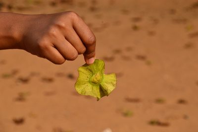 Pterocarpus marsupium, photographed by Karthik Thrikkadeeri