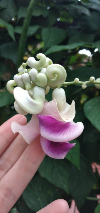 Cochliasanthus caracalla, photographed by Fede y Vani