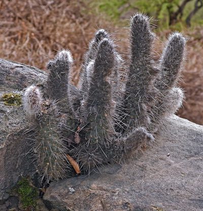 Austrocylindropuntia vestita, photographed by Hugo Hulsberg