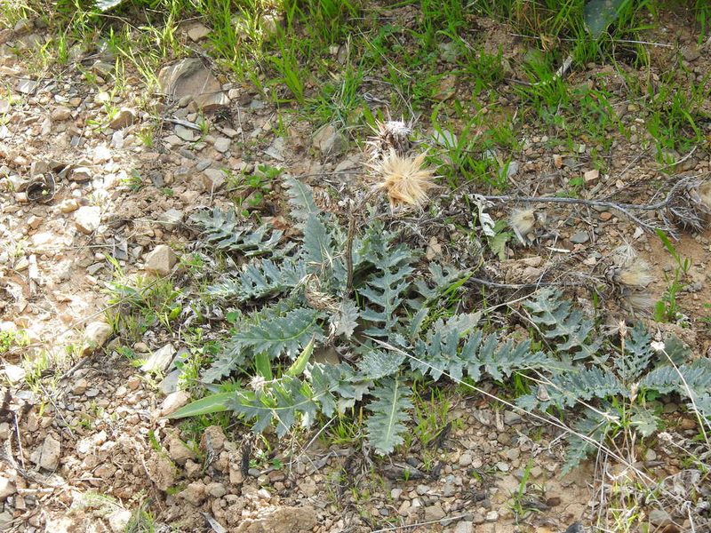 Cynara algarbiensis, photographed by Duarte Frade