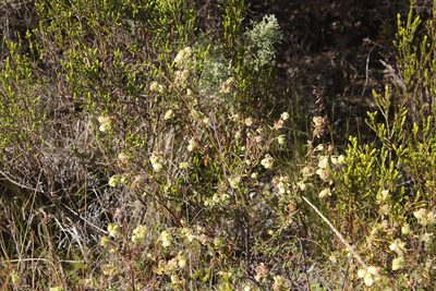 Hermannia hyssopifolia, photographed by Tony Rebelo