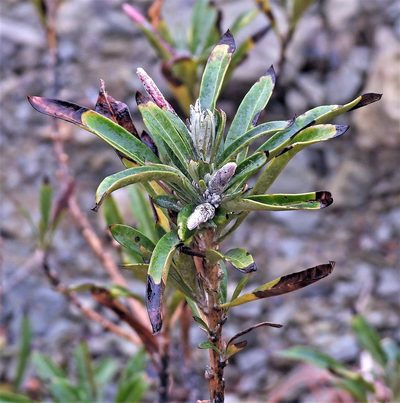 Mutisia orbignyana, photographed by Hugo Hulsberg