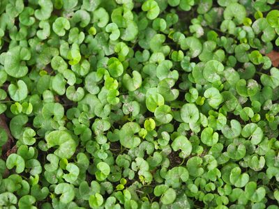 Dichondra micrantha, photographed by 葉子