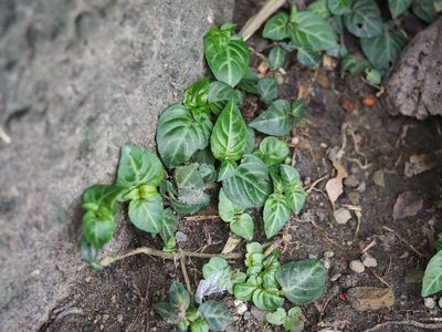 Lepidagathis inaequalis, photographed by 葉子