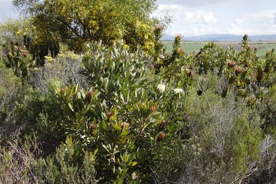 Protea obtusifolia, photographed by Tony Rebelo
