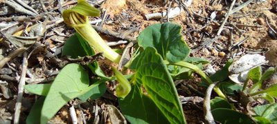 Aristolochia paucinervis, photographed by Santiago Martín-Bravo