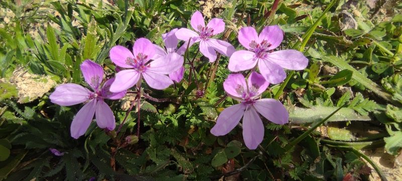 Erodium maculatum, photographed by Santiago Martín-Bravo