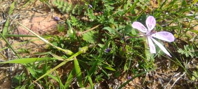 Erodium maculatum, photographed by Santiago Martín-Bravo