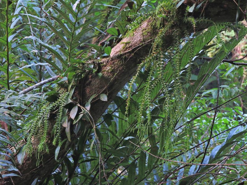 Phlegmariurus phlegmaria, photographed by Jacy Chen