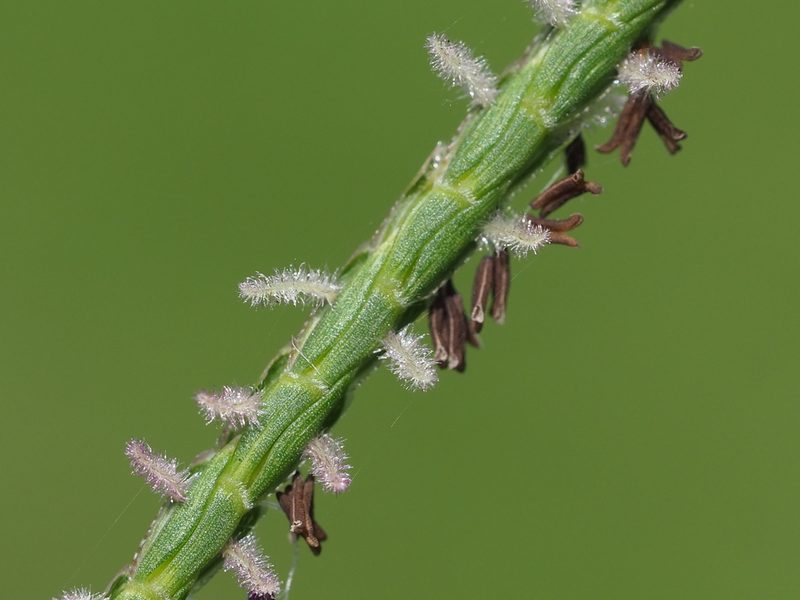 Eremochloa ophiuroides, photographed by 葉子