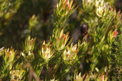 Leucadendron modestum, photographed by Tony Rebelo