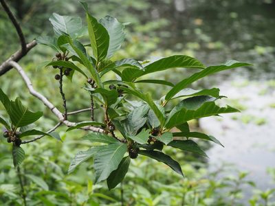 Ficus benguetensis, photographed by 葉子