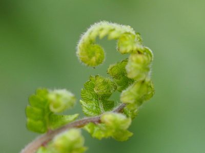 Christella acuminata, photographed by 葉子