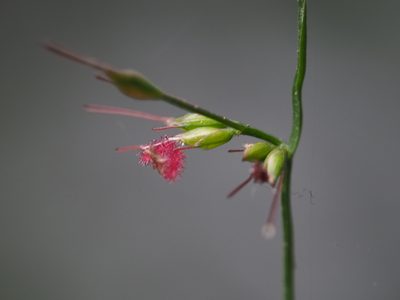 Oplismenus compositus, photographed by 葉子