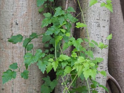 Clematis grata, photographed by 葉子