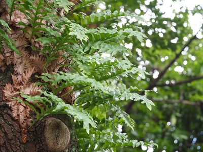Drynaria roosii, photographed by 葉子