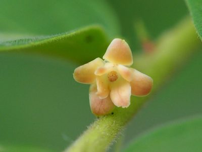 Glochidion zeylanicum, photographed by 葉子