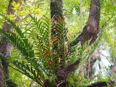 Drynaria coronans, photographed by 葉子