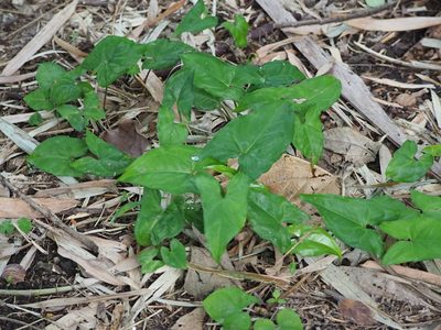 Typhonium blumei, photographed by 葉子