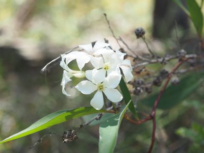 Billardiera floribunda, photographed by Brett Coulstock