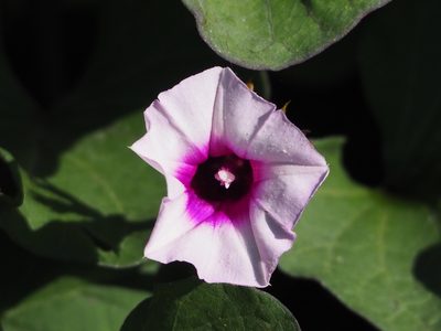Ipomoea batatas, photographed by 葉子