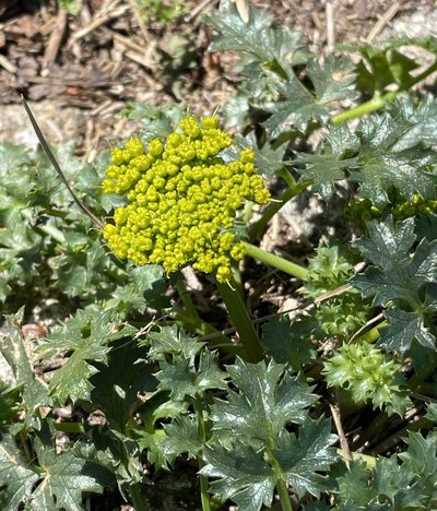 Lomatium parvifolium, photographed by Irene